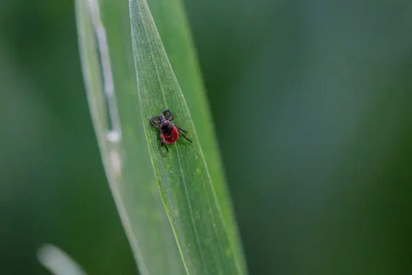 Czy_ukaszenie_przez_kleszcza_moze_byc_uznane_za_wypadek_przy_pracy