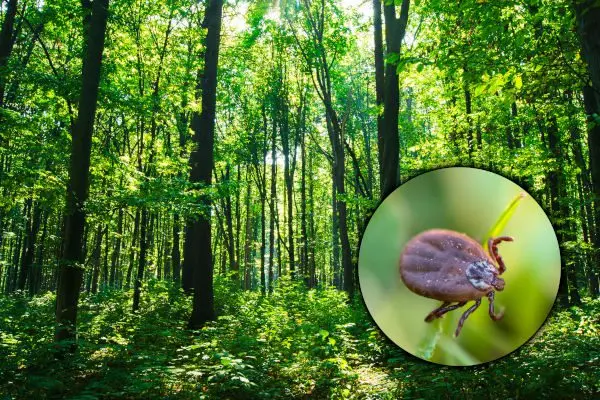 Profilaktyka-chorob-odkleszczowych