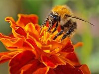 NIK chce pomóc polskim pszczołom