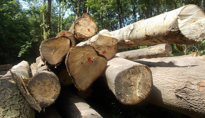 Nowe stawki opłat za usunięcie drzew i krzewów